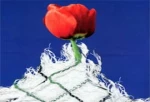 تولد دوباره یک لاله